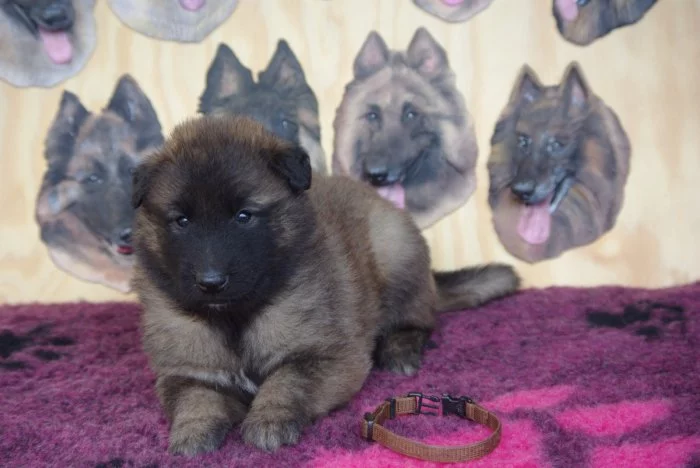 Belgický ovčák Tervueren - prodám štěňata