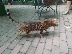 Prodám bengálské kluky