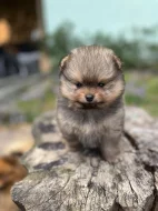Pomeranian