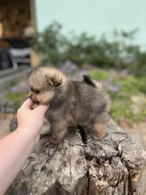 Pomeranian