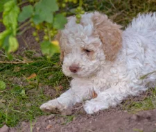 Lagotto romagnolo s PP