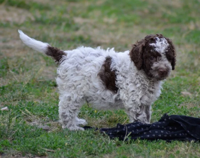 Lagotto romagnolo s PP