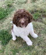 Lagotto romagnolo s PP