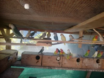 Agapornis růžohrdlý