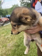 Vlčák