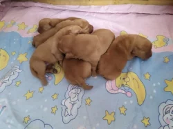 Labradorský retriever s PP