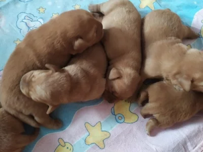 Labradorský retriever s PP