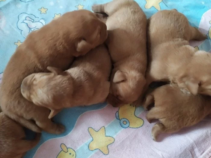 Labradorský retriever s PP