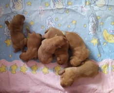 Labradorský retriever s PP