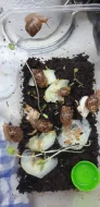 Africký šnek - achatina