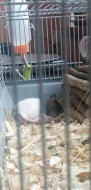 Potkani laboratorní - mláďata