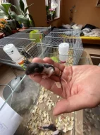 Potkani laboratorní - mláďata