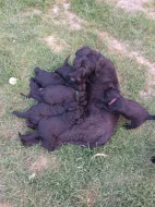 Velký knírač černý s PP