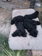 Velký knírač černý s PP