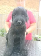 Velký knírač černý s PP