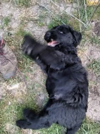 Velký knírač černý s PP