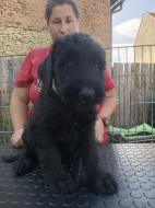 Velký knírač černý s PP