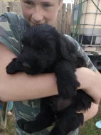 Velký knírač černý s PP