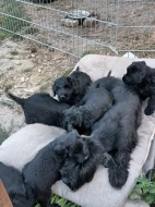 Velký knírač černý s PP