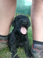 Velký knírač černý s PP