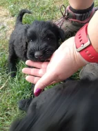 Velký knírač černý s PP