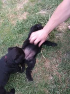 Velký knírač černý s PP