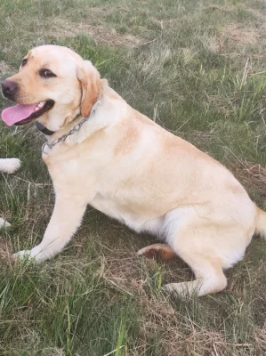 Prodej feny labradorského retrievera