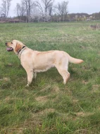Prodej feny labradorského retrievera
