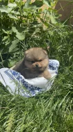 Pomeranian