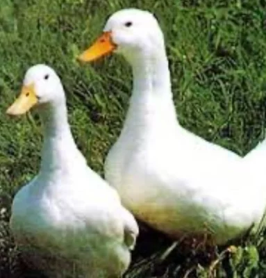 Prodám žive vykrmene kachny