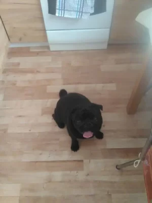 Prodám Černého mopsika