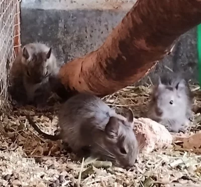 Prodám osmáky degu