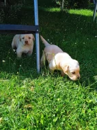 Prodám štěňátka křížence zlatého retrívra s labradorem