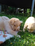 Prodám štěňátka křížence zlatého retrívra s labradorem