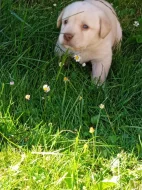 Prodám štěňátka křížence zlatého retrívra s labradorem