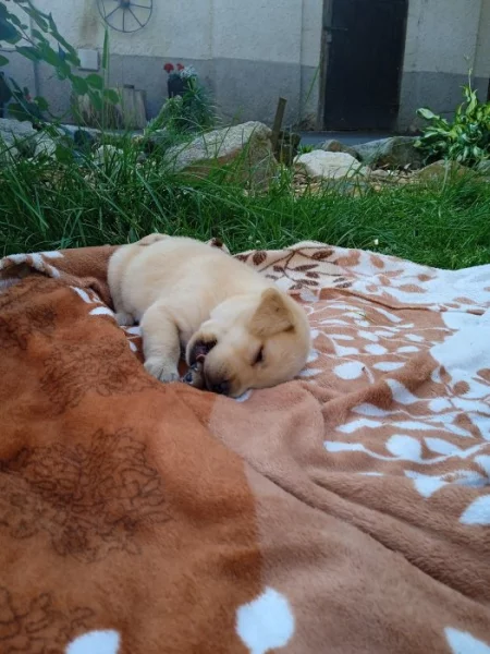 Prodám štěňátka křížence zlatého retrívra s labradorem