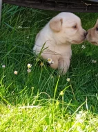 Prodám štěňátka křížence zlatého retrívra s labradorem