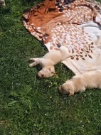Prodám štěňátka křížence zlatého retrívra s labradorem