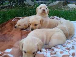 Prodám štěňátka křížence zlatého retrívra s labradorem