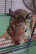 Osmák degu