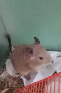 Osmák degu