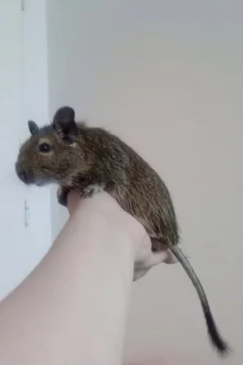 Osmák degu