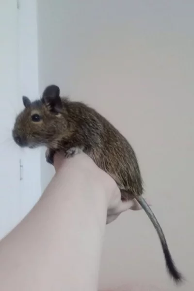 Osmák degu