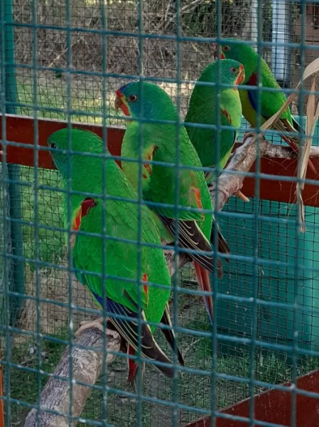Latam vlaštovčí