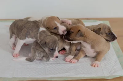 Whippet s PP