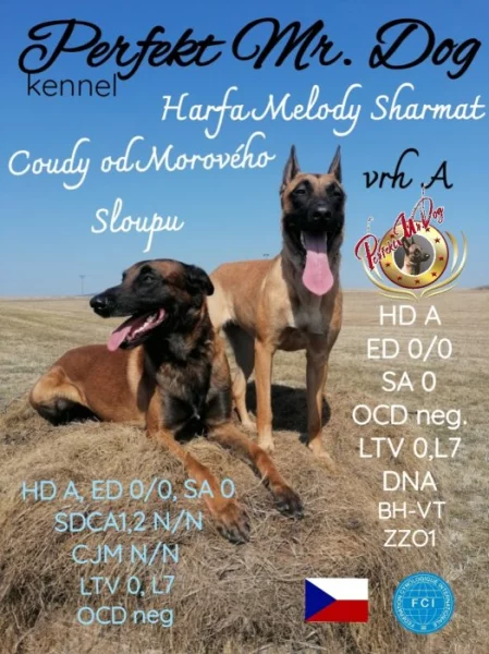 Štěňata- Belgický ovčák- Malinois s PP