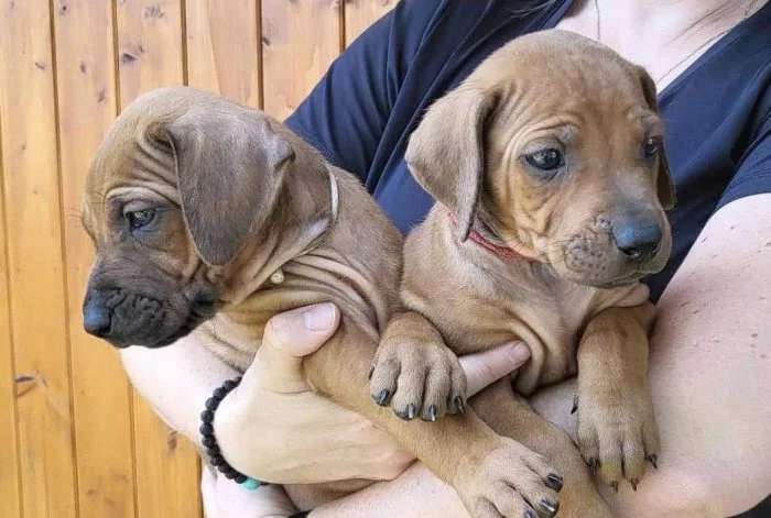Láskyplná šťěňátka Rhodéského Ridgebacka