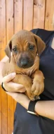 Láskyplná šťěňátka Rhodéského Ridgebacka