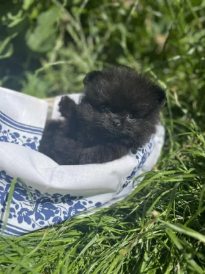 Pomeranian