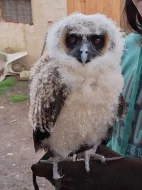 Strix leptogrammica/ puštík hnědý, malajský